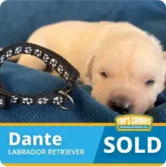 A light-colored Labrador Retriever puppy named Dante sleeps on a blue blanket next to a paw-print collar, with a “SOLD” label on the image.