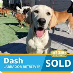 A Labrador Retriever named Dash stands outdoors among other dogs. The image has text that reads “Dash Labrador Retriever SOLD.”.
