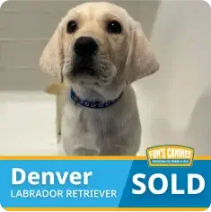 A cream-colored Labrador Retriever puppy sits, wearing a blue collar. Text reads “Denver Labrador Retriever SOLD” with a small logo in the corner.