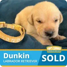 Yellow Labrador Retriever puppy lying on a blue blanket next to a yellow collar, with text indicating the puppy is sold and named Dunkin.
