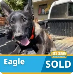 A black dog with large ears sits in the bed of a pickup truck. A label reads “Eagle SOLD” with a Fox’s Canines logo in the corner.