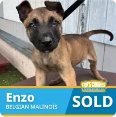 A Belgian Malinois puppy stands on a surface outside a house. The text reads “Enzo, Belgian Malinois, SOLD.”.