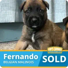 A Belgian Malinois puppy sits indoors next to a “SOLD” sign with the name “Fernando” and a logo reading “Funs Canines.”.