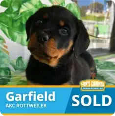 A Rottweiler puppy named Garfield sits indoors. The image displays “SOLD” and “AKC Rottweiler” at the bottom.