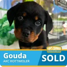 A Rottweiler puppy named Gouda sits in a kennel. A blue banner at the bottom reads “Gouda AKC Rottweiler” and “SOLD” in large white letters.