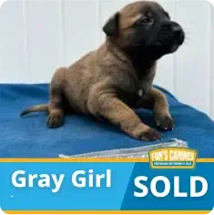 Brown puppy labeled “Gray Girl” lies on a blue blanket. Banner at the bottom reads “SOLD” in large letters.