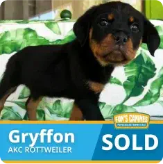 A Rottweiler puppy stands on a green and white leaf-patterned couch. Text reads “Gryffon AKC Rottweiler SOLD.”.
