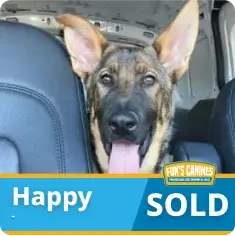 A German Shepherd sits in a car with its tongue out. A banner at the bottom reads “Happy SOLD” with a Fox’s Canines logo.