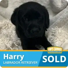 Black Labrador Retriever puppy named Harry lying on a white blanket. A label at the bottom says “Harry, Labrador Retriever, SOLD.”.