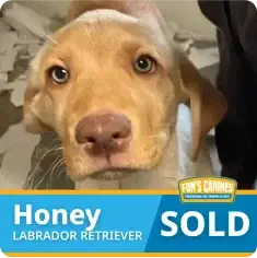 A light brown Labrador retriever puppy named Honey looks at the camera. “SOLD” is displayed on the image, indicating the dog has been adopted.