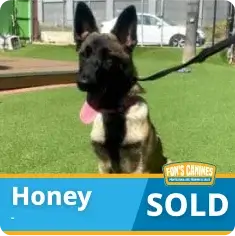 A Belgian Malinois dog named Honey sits on grass with a leash, next to a “SOLD” label in the image corner.