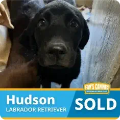 Black Labrador Retriever puppy labeled “Hudson” with a “SOLD” sign in the bottom right corner of the image.