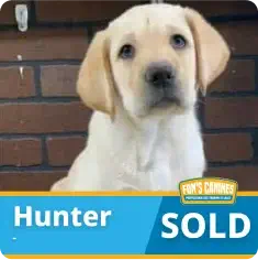 Yellow Labrador Retriever puppy sitting in front of a brick wall with text reading “Hunter SOLD” at the bottom.