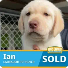 Yellow Labrador Retriever puppy behind a fence, with a label reading “Ian, Labrador Retriever, SOLD.”.