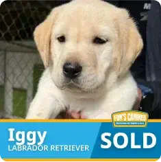 Yellow Labrador Retriever puppy named Iggy in someone’s hands, with a “SOLD” label at the bottom of the image.