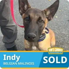 A Belgian Malinois dog named Indy is sitting on pavement with a red leash, next to a person. The image includes a “SOLD” label.