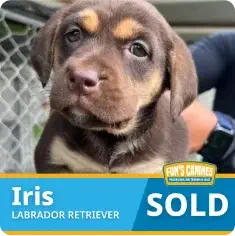 Brown Labrador Retriever puppy with tan markings sits in front of a fence. Text on image reads “Iris LABRADOR RETRIEVER SOLD.”.