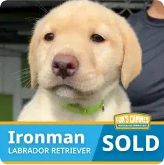 A yellow Labrador Retriever puppy named Ironman sits in front of a sign that says “SOLD.”.