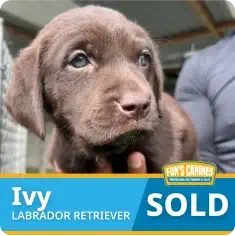A chocolate Labrador Retriever puppy labeled “Ivy” with a “SOLD” sign overlay and a person holding the puppy in the background.