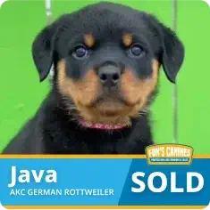 A Rottweiler puppy with a black and tan coat is shown in front of a green background. Text reads “Java, AKC German Rottweiler, SOLD.”.