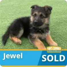A German Shepherd puppy lies on green grass. Text on the image reads “Jewel” and “SOLD” with a logo for “Fion’s Canines” in the corner.