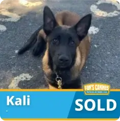 A Belgian Malinois puppy named Kali lies on pavement. A banner at the bottom reads “Kali” and “SOLD” with the logo “Fon’s Canines.”.