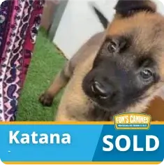 A brown and black puppy stands next to a person in patterned clothing. The image has text that reads “Katana SOLD” with a Fox’s Canines logo.