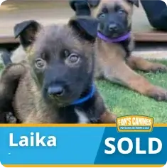Two brown puppies are lying on grass; the closer one wears a blue collar. A label reads “Laika SOLD” with a logo for FDN’S CANINES.