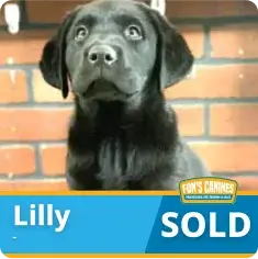 A black Labrador puppy sits in front of a brick wall. A label at the bottom reads “Lilly SOLD” with a pet store logo in the corner.
