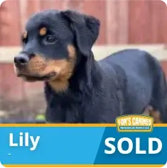 A black and tan puppy stands outdoors. A blue and yellow label at the bottom reads “Lily” and “SOLD.”.