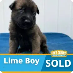 Small puppy with dark fur sits on a blue surface. Text overlay reads “Lime Boy SOLD” with a breeder’s logo in the corner.