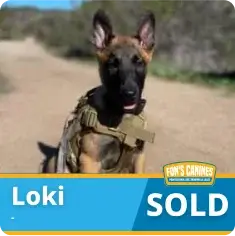A young Belgian Malinois dog wearing a harness sits outdoors on a dirt path. Text reads “Loki SOLD” with a logo for Von’s Canines.