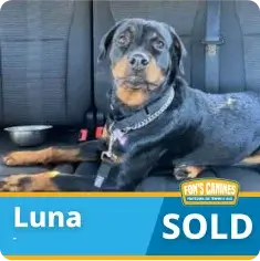 A black and tan dog lies on a car seat next to a bowl. The text at the bottom says “Luna SOLD” with a Fun’s Canines logo.