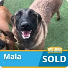 A brown and black dog named Mala stands on green turf, with a “SOLD” label and a pet store logo in the bottom corner.