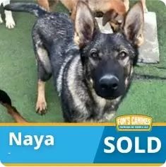 A black and gray dog stands on grass, looking at the camera. The text reads “Naya SOLD” with a Fun’s Canines logo in the corner.