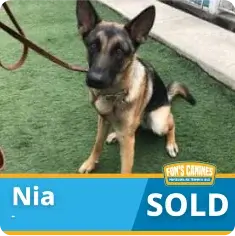 A German Shepherd sits on green turf wearing a leash. Text in the image says “Nia SOLD” with a logo reading “Fur’s Corner.”.