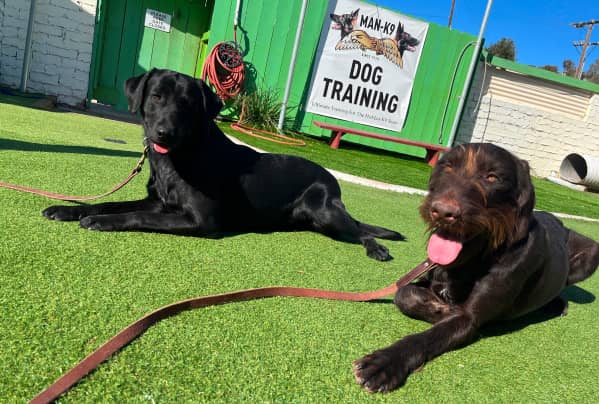 Two dogs on leashes lie on artificial grass outside a building with a “Dog Training” sign. Both dogs have their tongues out.