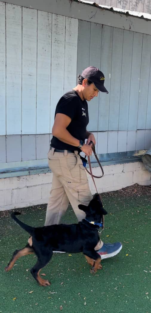 Person in uniform walks a black dog with a brown face on a leash outside on artificial grass next to a light blue wooden wall.