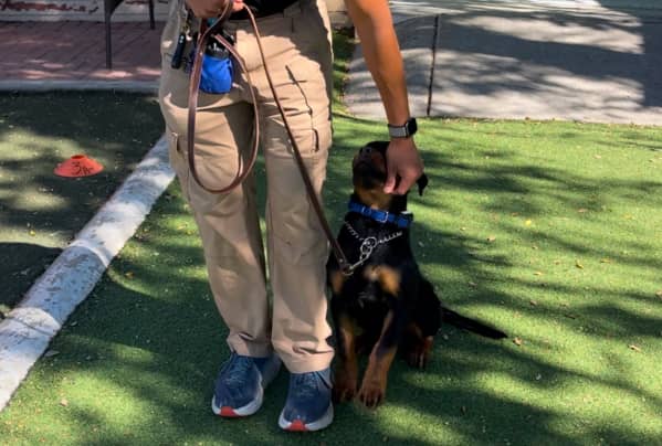 Person in khaki pants and blue sneakers stands on grass holding a leash while a black and brown dog sits and looks up at them, partially shaded by tree shadows.