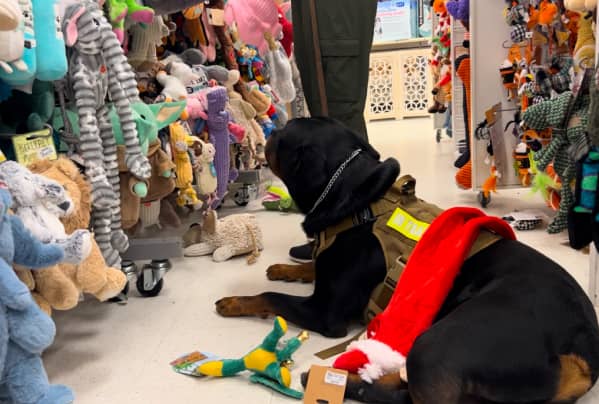 A dog in a service vest lies on the floor of a pet store aisle, surrounded by plush toys and a Santa hat, looking at toys on the lower shelves.