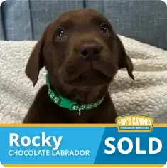 A chocolate Labrador puppy wearing a green collar sits on a couch. Text on the image reads “Rocky, Chocolate Labrador, SOLD.”.