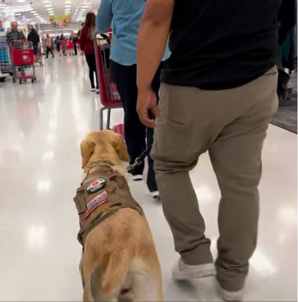 A person walks a yellow service dog wearing a vest through a busy store aisle with shoppers and carts visible ahead.