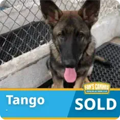 A German Shepherd puppy sits by a chain-link fence. Text overlay reads “Tango SOLD” with a logo that says “FDM’s Canines.”.
