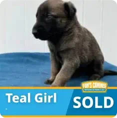 A brown puppy sits on a blue blanket. Text on the image reads “Teal Girl” and “SOLD” with a logo in the corner.