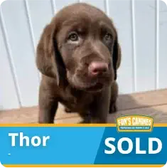 Brown puppy sitting on wooden floor with “Thor” and “SOLD” labels in blue and yellow at the bottom of the image. White panel wall in the background.