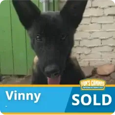 A black dog named Vinny is pictured in front of a brick wall and green door. A graphic at the bottom reads “Vinny SOLD” with the FDM’s Canines logo.