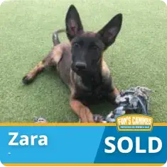 A young brown and black dog lies on grass with a rope toy. A label reads “Zara” and “SOLD” in white text on colored banners.