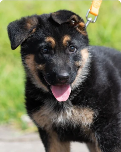 A German Shepherd puppy on a leash stands outdoors, looking at the camera with its tongue out and ears perked up.