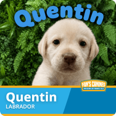 A cream-colored Labrador puppy sits in front of green leaves. The image is labeled “Quentin LABRADOR” with a blue and yellow border at the bottom.