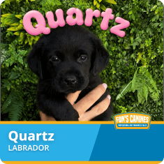 A small black Labrador puppy is held up by a hand in front of green foliage, with the name “Quartz” in pink letters above.
